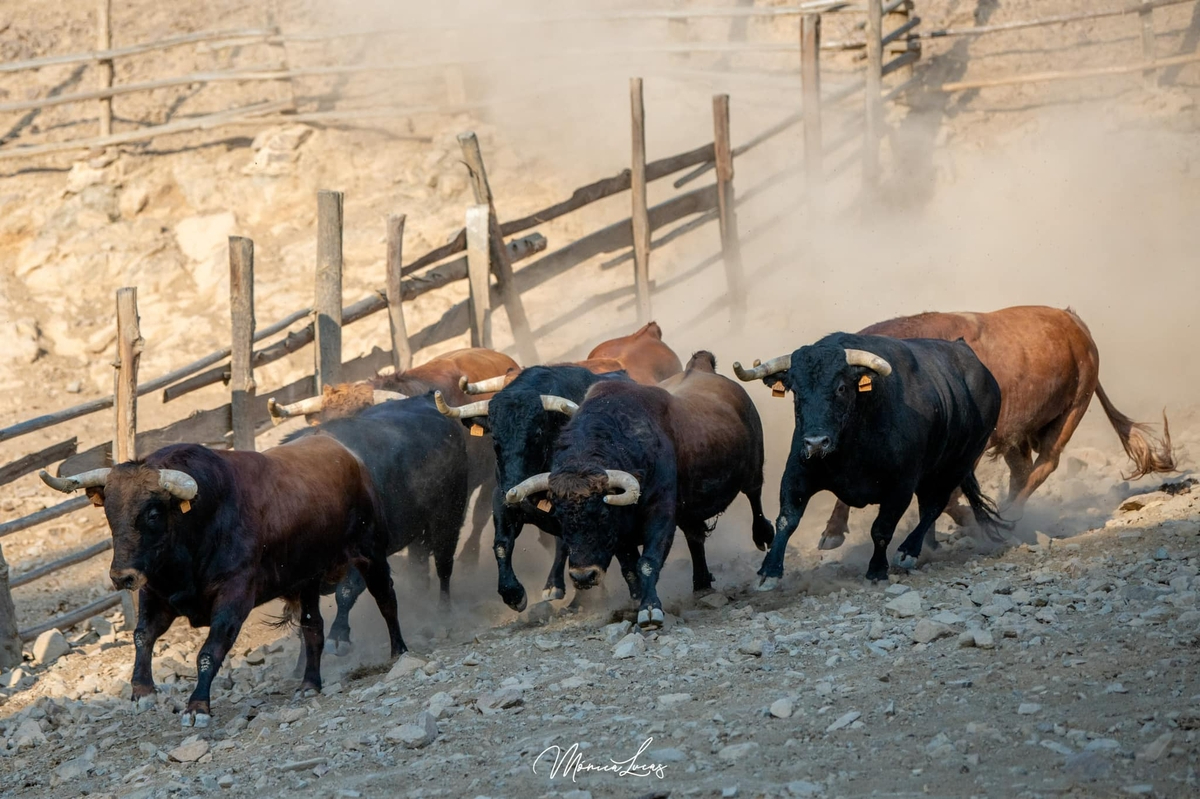 Moisés Fraile, ganadero de El Pilar: Estamos muy ilusionados por lidiar por primera vez en América