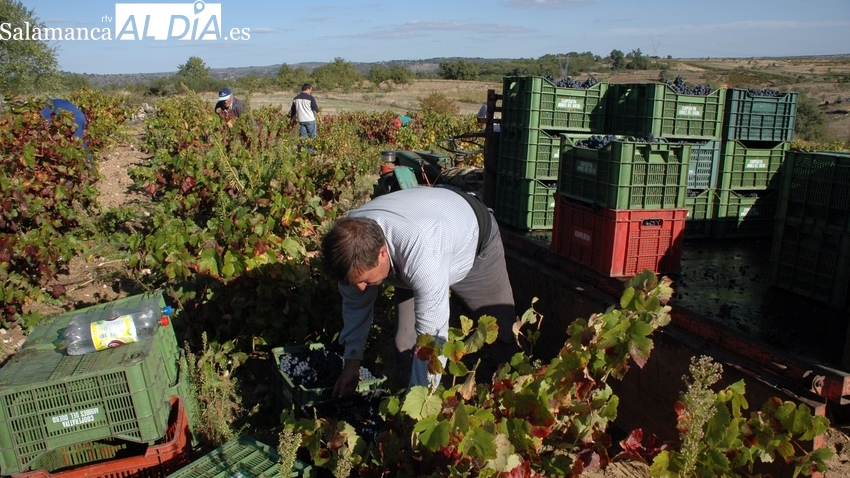 La provincia de Salamanca recolecta un millón de kilos de uvas en sus diferentes Denominaciones de Origen