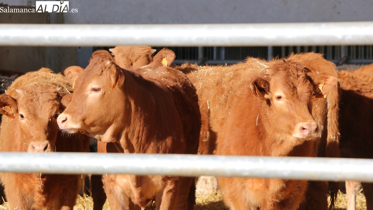 El vacuno sigue imparable y acumula una nueva subida generalizada de precios