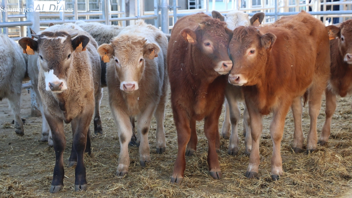 Nueva subida del vacuno y bajada del cereal