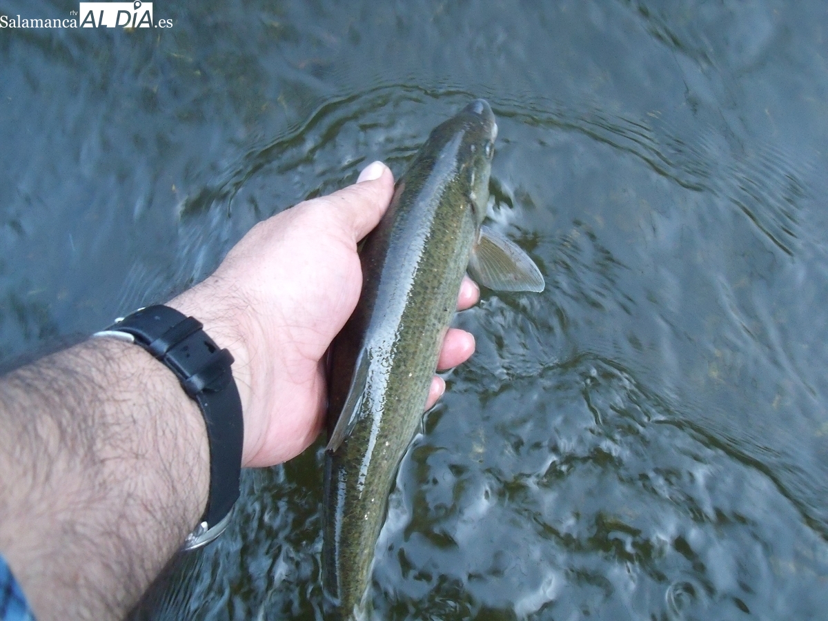 La Junta endurece la normativa de pesca 2025 para proteger a barbos, bogas, tencas y cachos