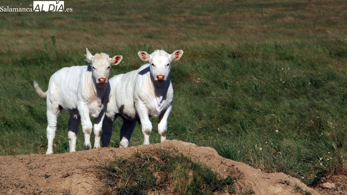 El cereal sigue estancado y el vacuno por las nubes
