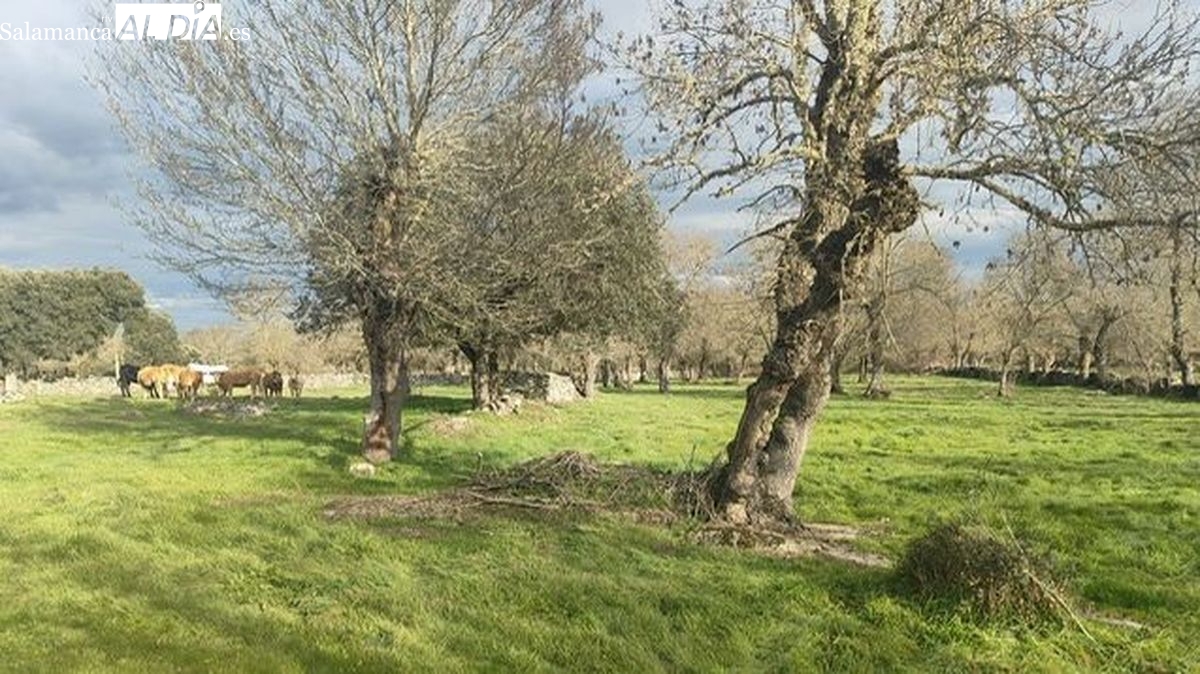 El Ayuntamiento de La Redonda solicitará la concentración parcelaria para el municipio