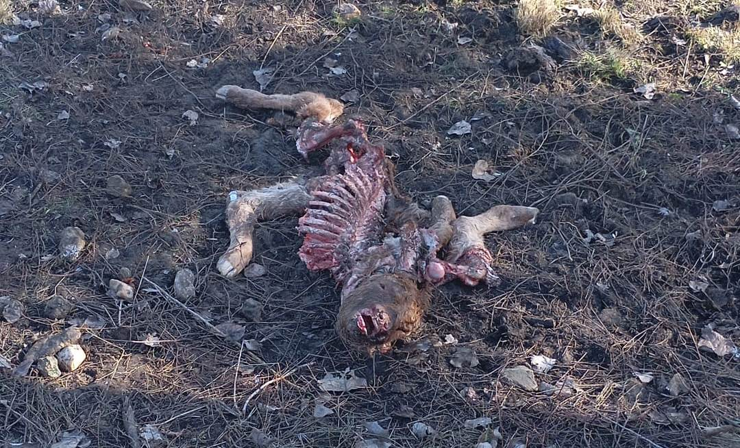 Los buitres devoran en Ciudad Rodrigo un ternero recién nacido