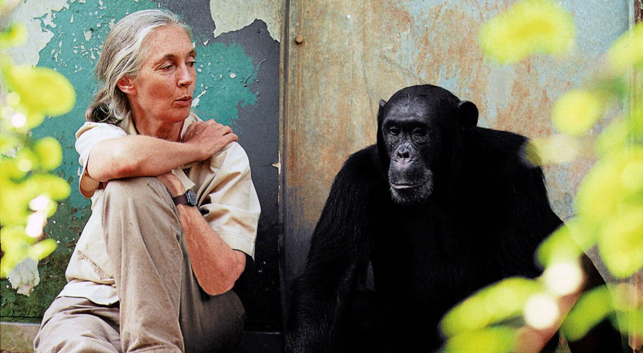 Las 4 razones para la esperanza de Jane Goodall 