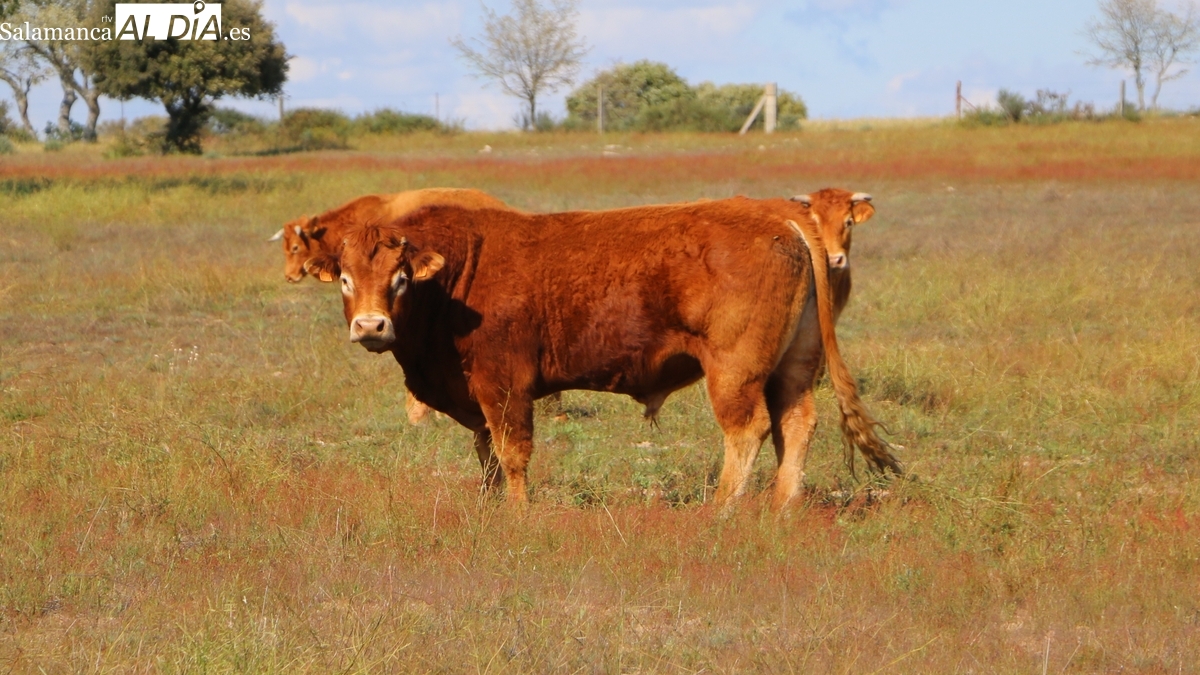Subida moderada del vacuno, freno a los lechazos y repunte del trigo y la cebada en el cereal