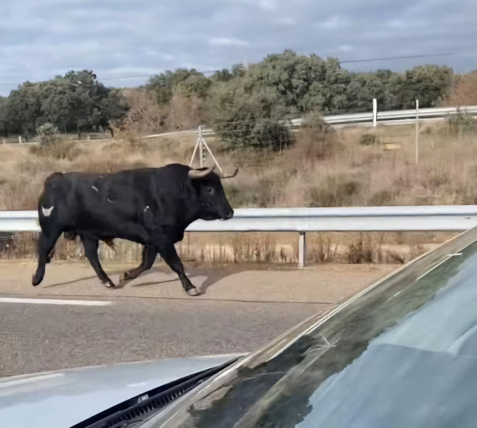 Un toro se escapa y forma el caos en la A-62 a la altura de San Muñoz