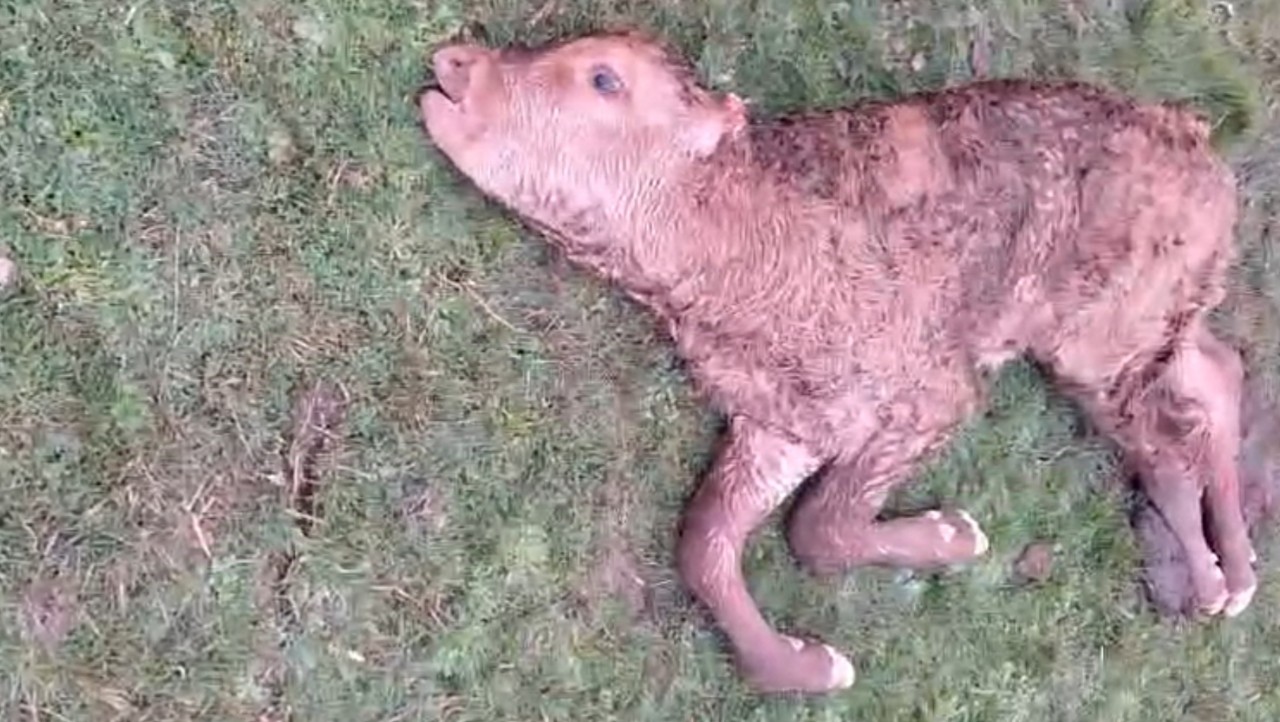 El meloncillo vuelve a atacar a un ternero arrancándole las orejas