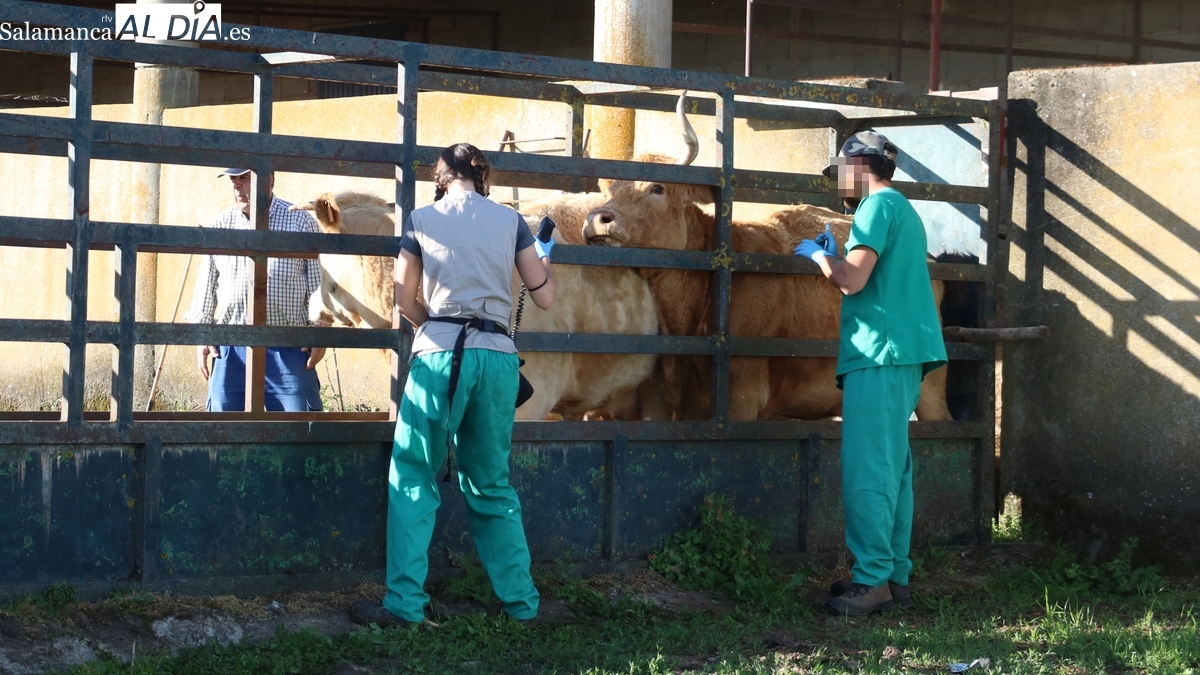 La Asociación ‘19 de Abril’ denuncia deficiencias en la nueva gestión de las campañas de saneamiento ganadero