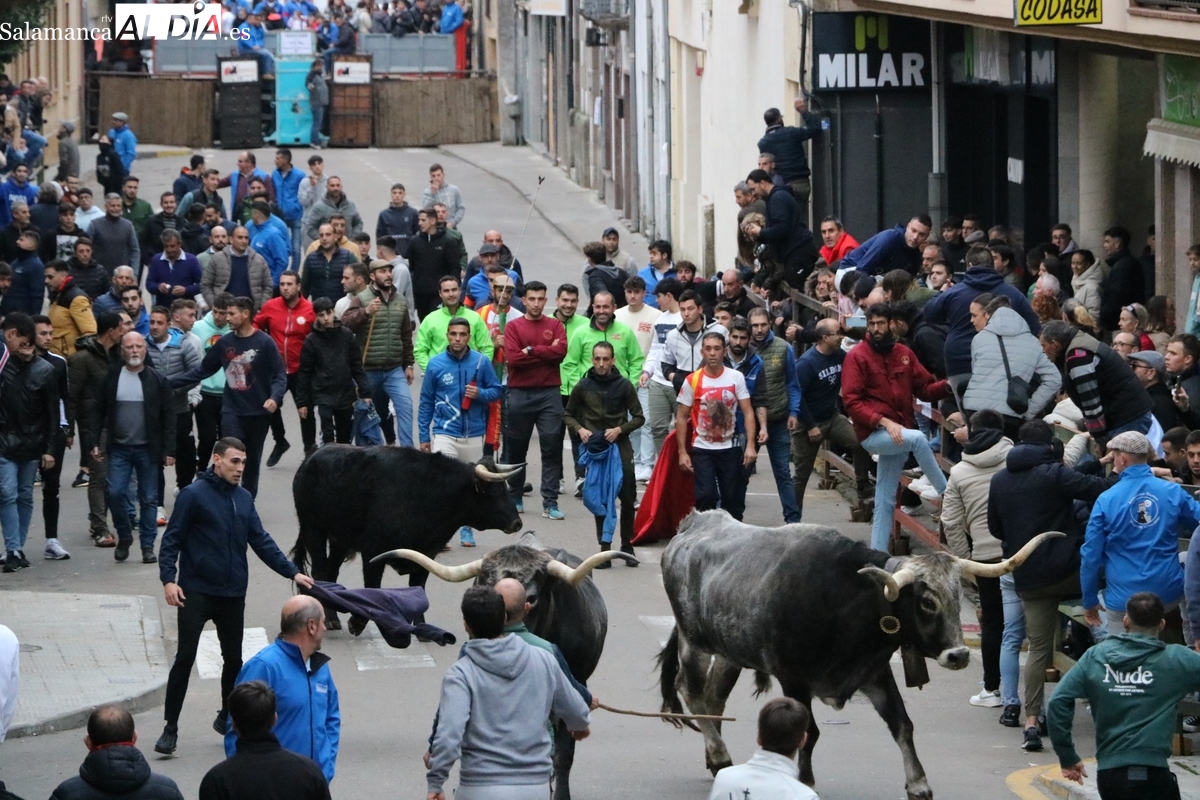 El IV Toro de San Nicolás llena las calles de Vitigudino