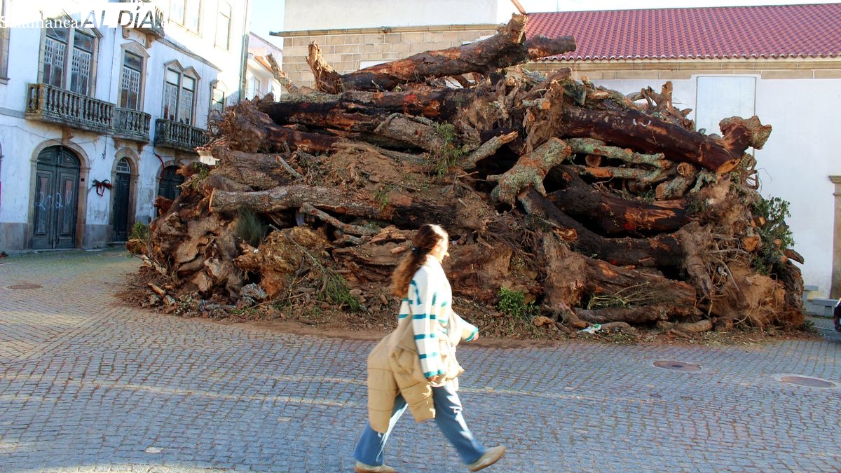 El Madeiro de Penamacor espera el ritual de cada 23 de diciembre 