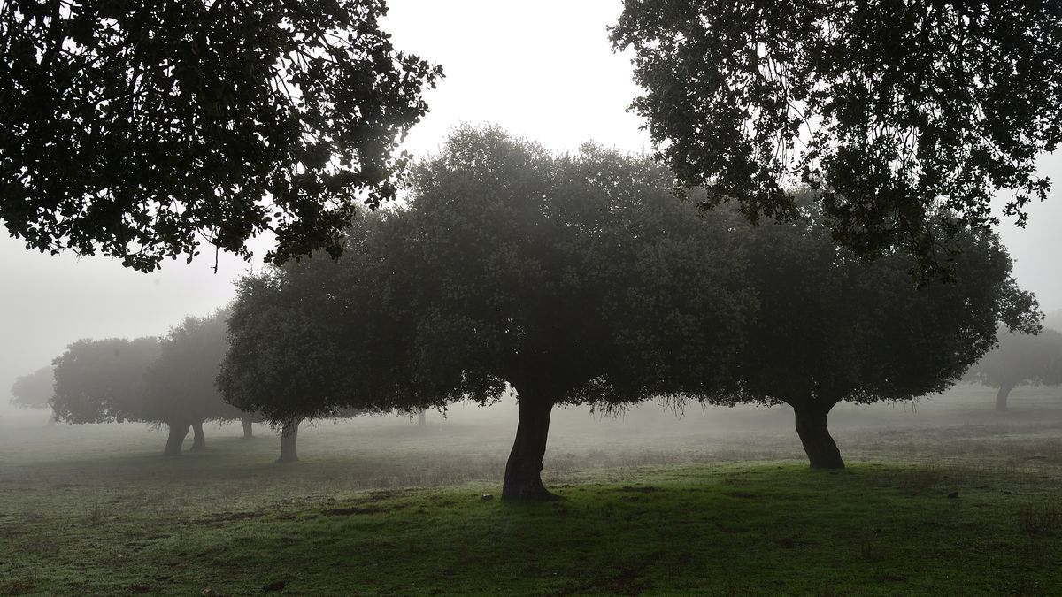 Mañanas de ensueño 