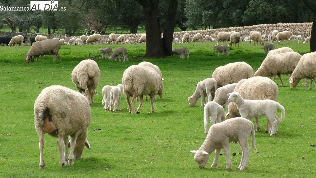 El vacuno continúa imparable con los lechazos, mientras el cereal repunta 