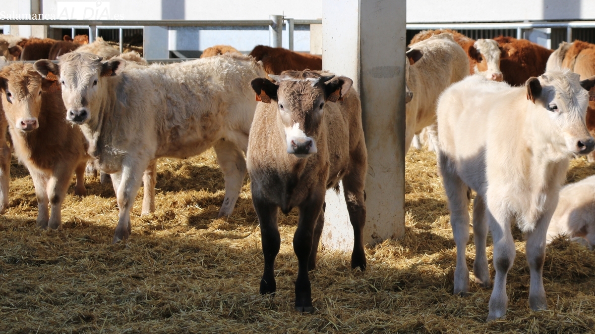 El cereal y el vacuno dejan 2024 con precios al alza