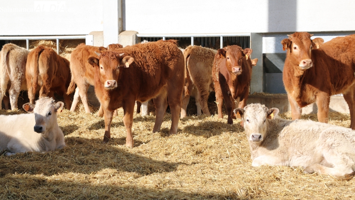 El vacuno alcanza nuevo récord de precios, el mercado de ganado se recupera y el cereal permanece inmóvil