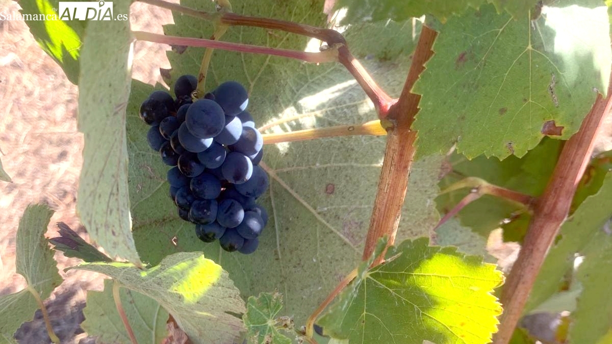 La Junta se reafirma en autorizar a la DO Rueda a usar uva bruñal, autóctona de la DO Arribes