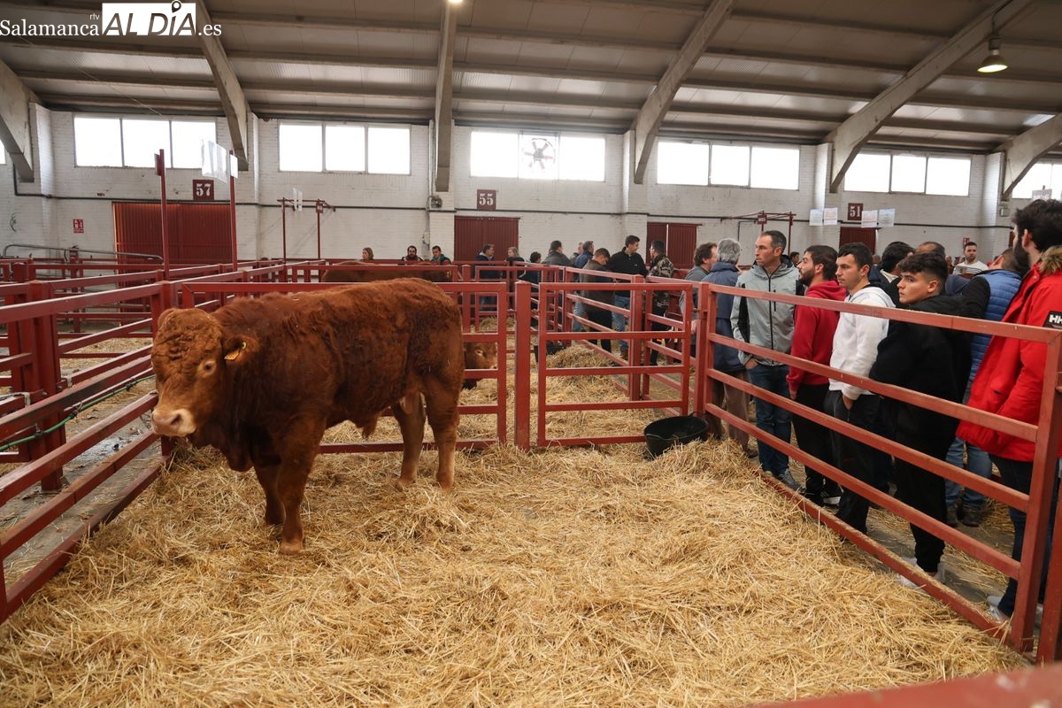 El Recinto Ferial de Salamanca acoge la Subasta de sementales de la Raza Limusina (FOTOS)