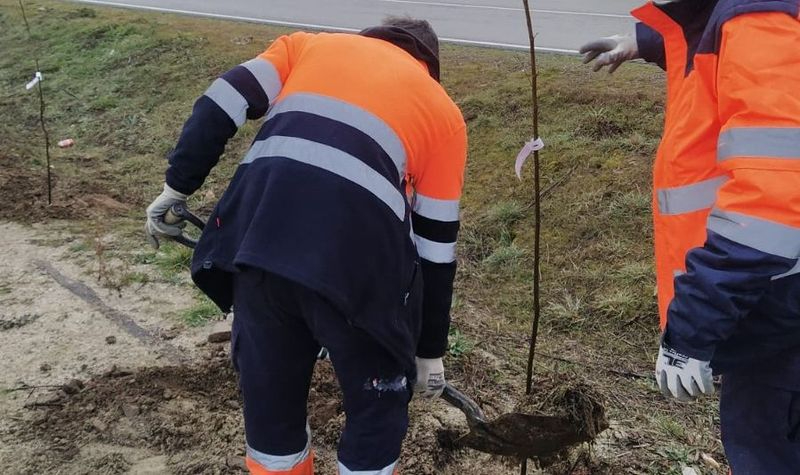 15 nuevos olmos resistentes a la grafiosis en la conexión con la Vía Verde