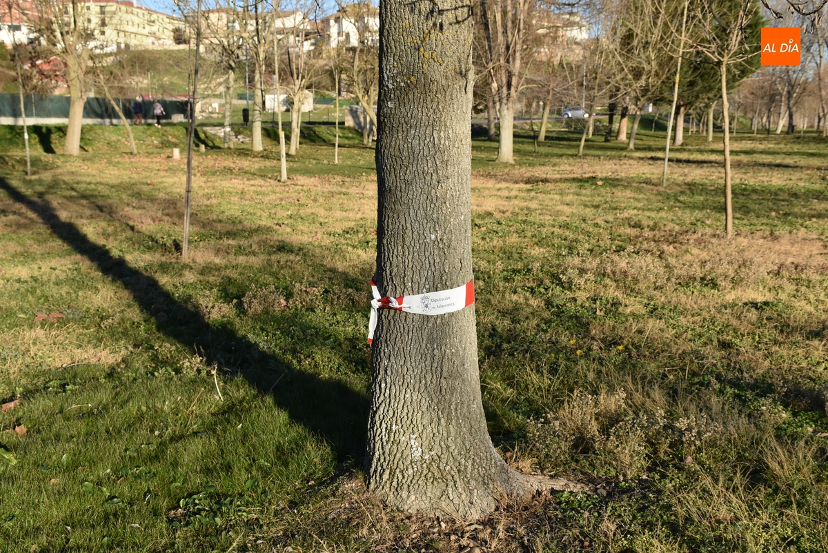 Marcada la Alameda Vieja para la prueba de campo a través que acogerá este domingo
