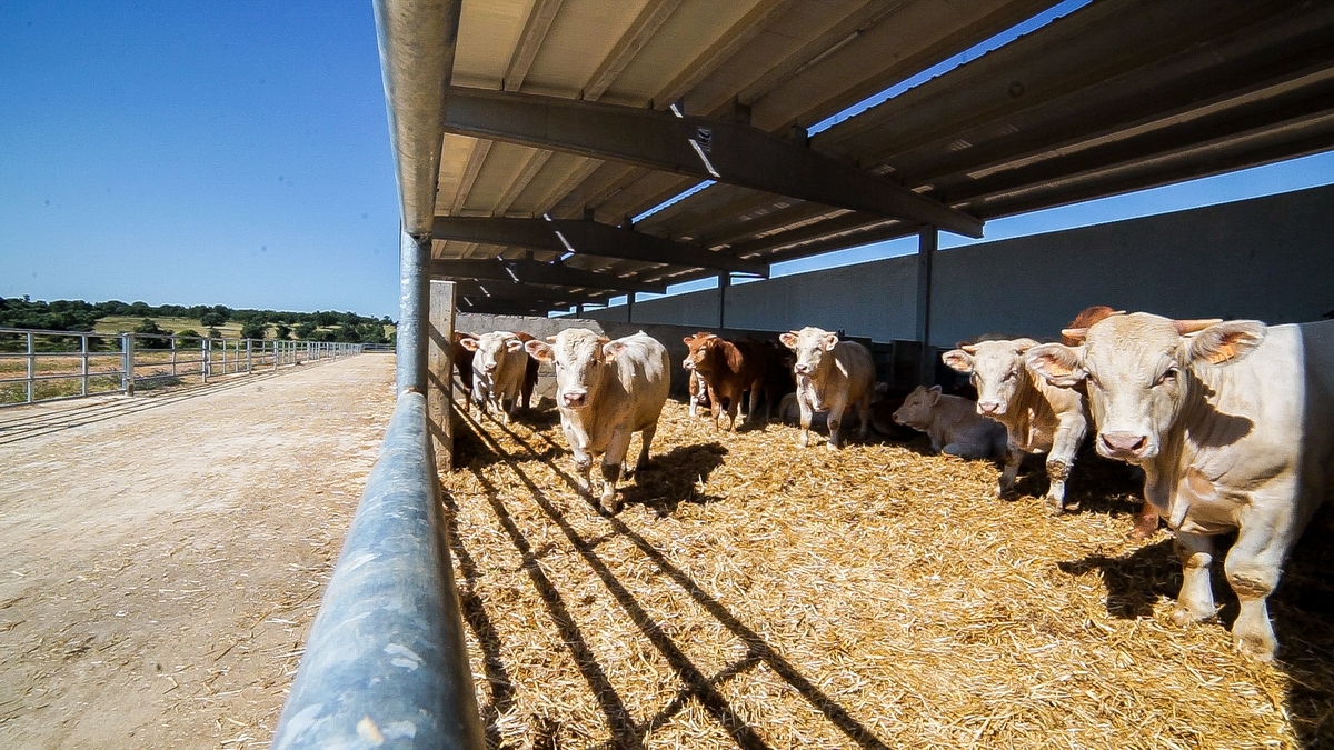 Dehesa Grande incrementa más del 16 por ciento su facturación en 2024