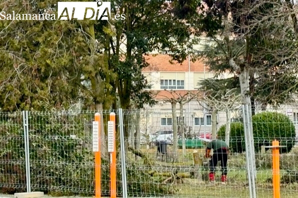 La eliminación de árboles muertos o dañados protagoniza la primera fase de renovación del Parque Los Jardines, con más plataciones que talas previstas