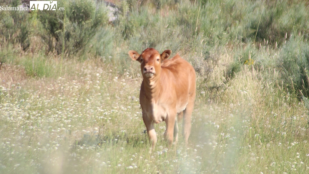 El cereal reacciona con subidas en todas las categorías y el vacuno sigue con nuevos récords