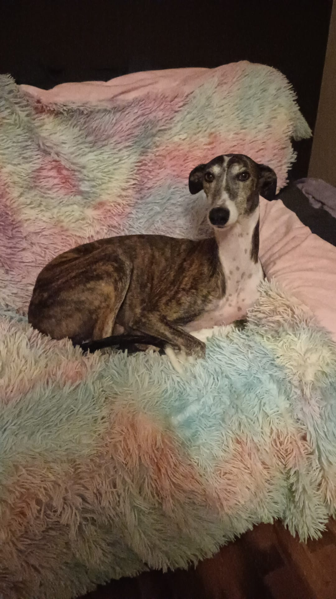 La bonita historia de Paula y Dobby: el perro que eligió a su dueña sin saberlo