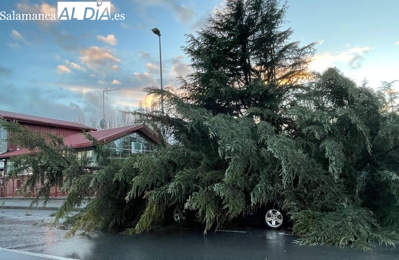FOTOS | Cae un árbol de grandes dimensiones encima de un coche en Alba de Tormes