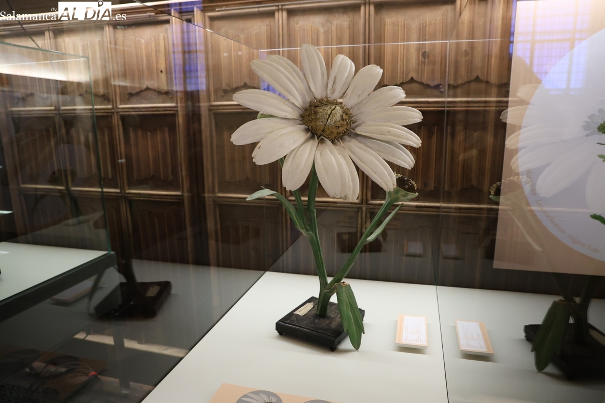FOTOS | Viaje en el tiempo en Salamanca para conocer cómo enseñaban la botánica en el siglo XIX 
