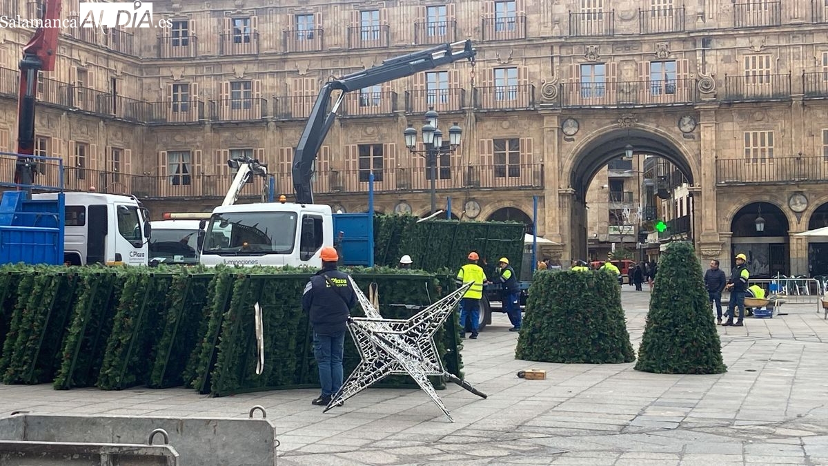 Adiós al gran árbol de la Plaza Mayor de Salamanca, que recupera su esencia tras las fiestas 