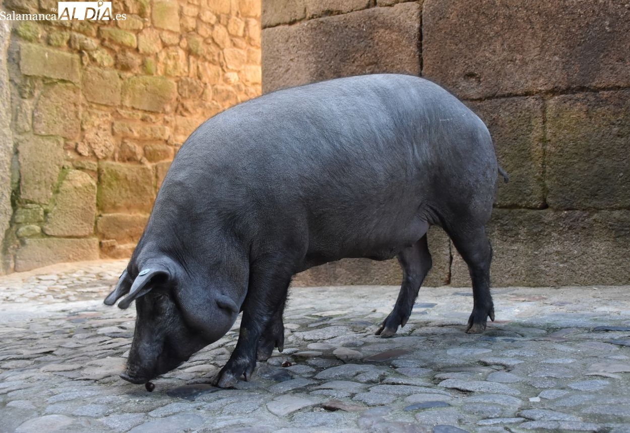 El Marrano de San Antón: Tradición y solidaridad en el corazón de La Alberca (VÍDEO)