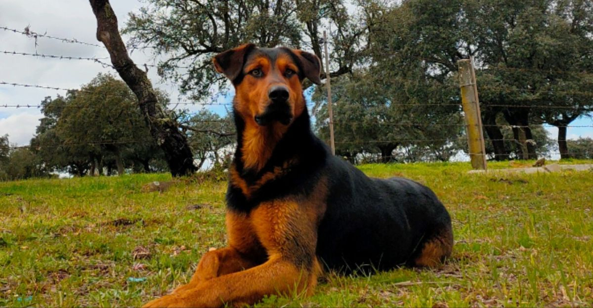 ¿Has visto a este perro? Su dueño lo busca en la zona de Ledesma - Almeida