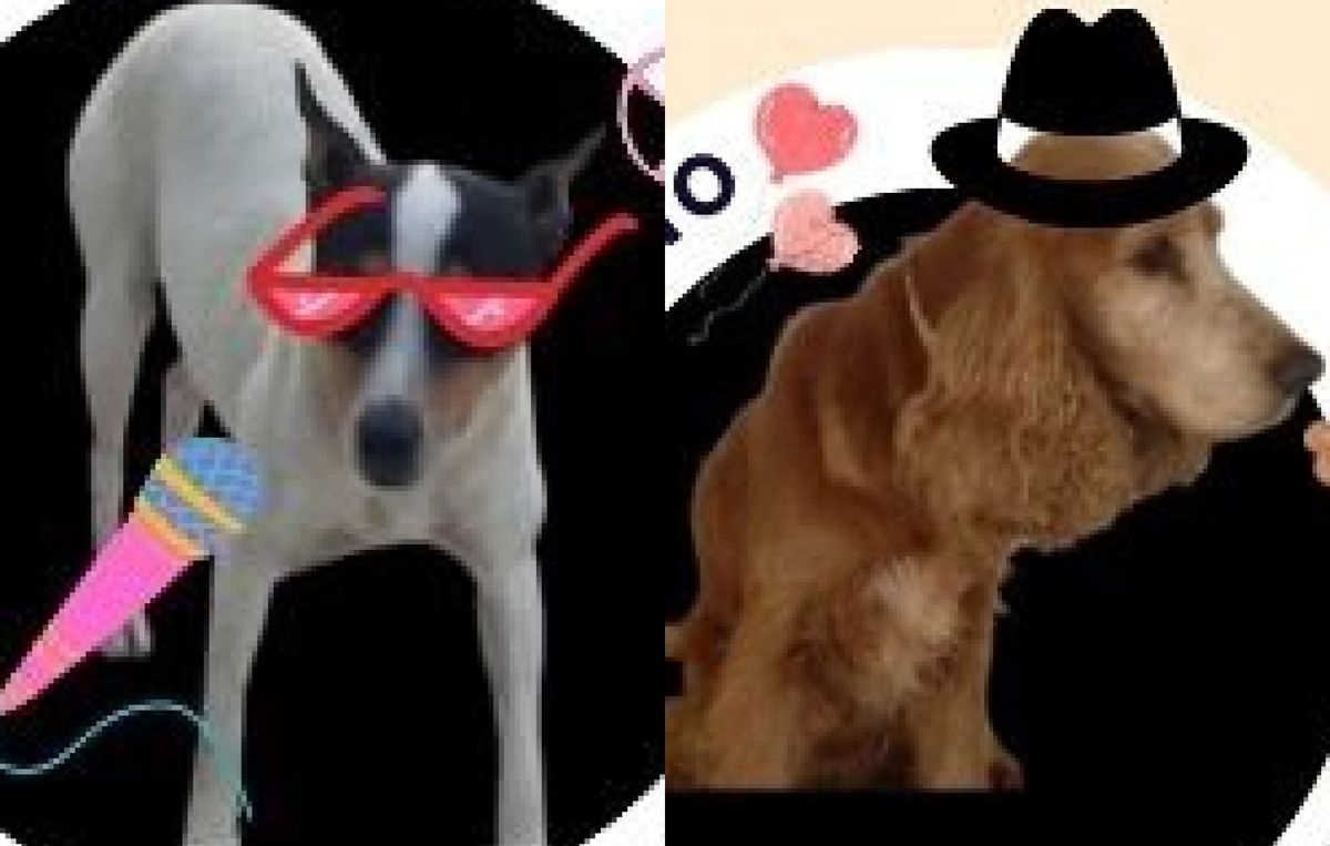 Shakira y Bruno, dos perros que buscan un hogar, ¿te animas a cambiar su vida?