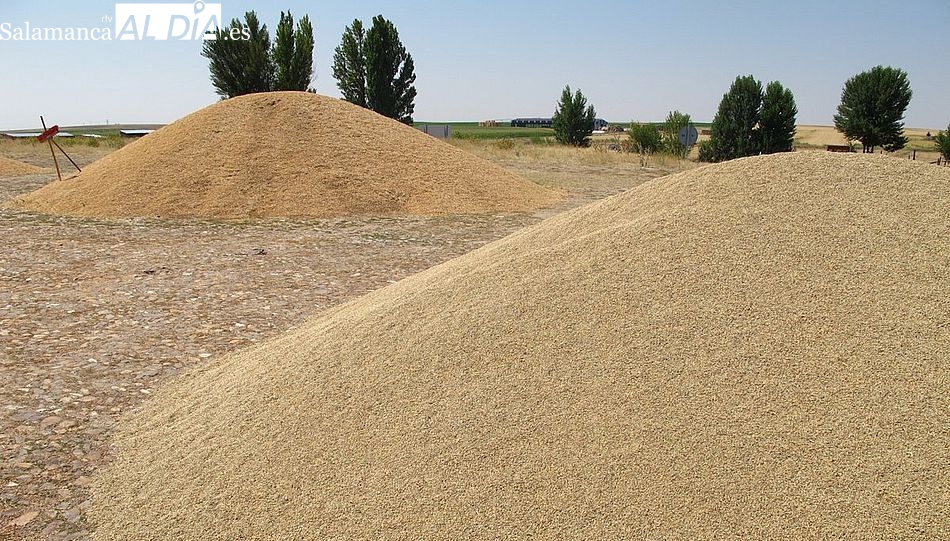 La Junta de CyL impulsa un proyecto para detectar micotoxinas y mejorar la seguridad alimentaria