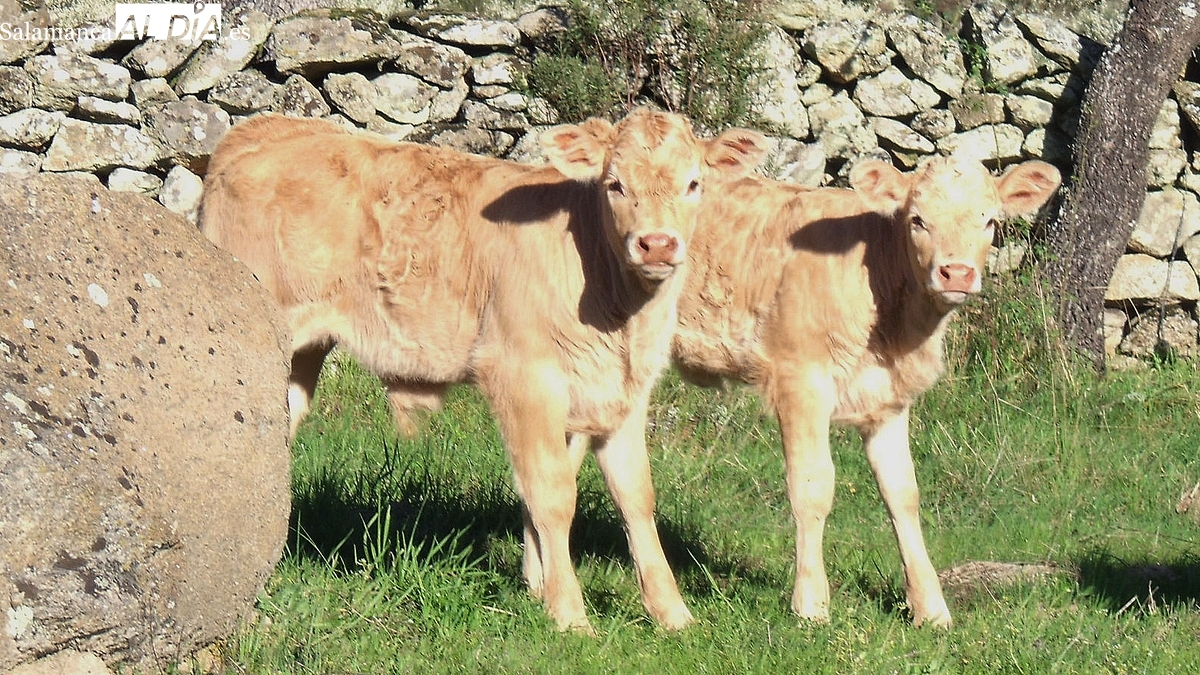 El cereal confirma su tendencia al alza y el vacuno alcanza máximos históricos