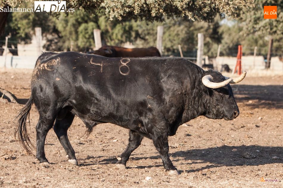 Cuatro ganaderías salmantinas en las combinaciones de Castellón