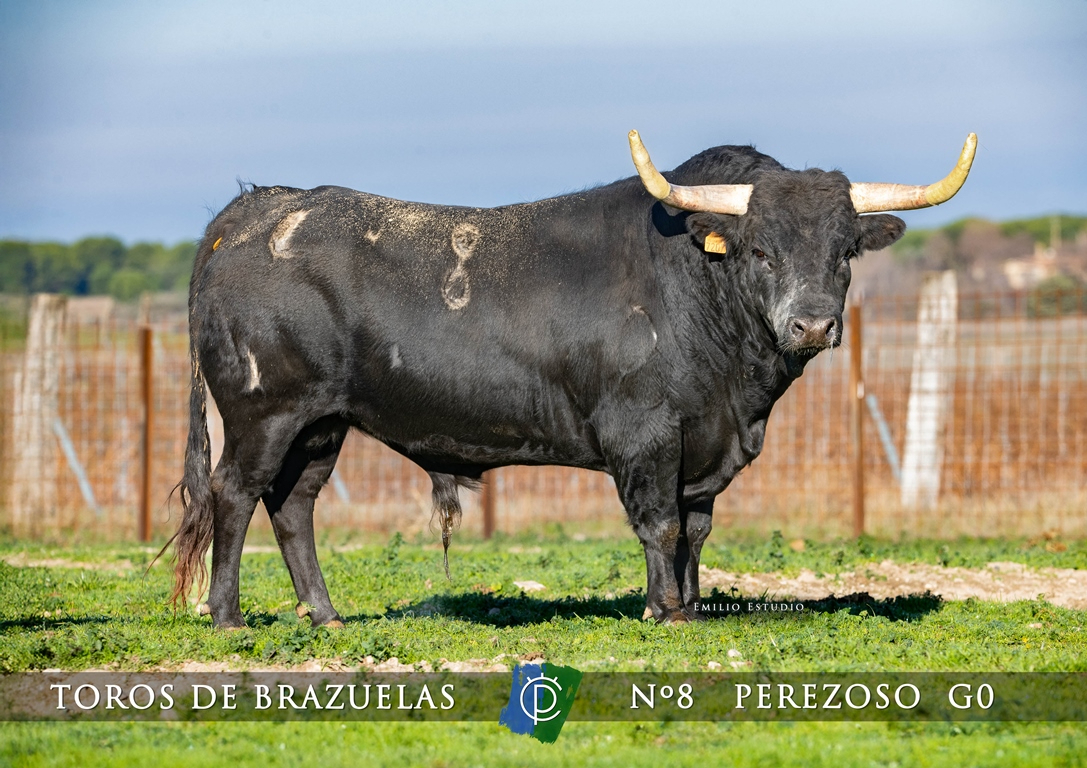 Adjudicada a una empresa de El Payo la carne de los toros por 4,06€ el kilo de canal