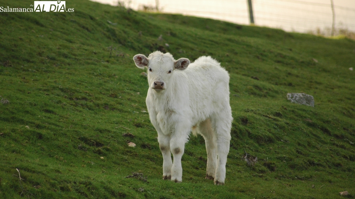 El vacuno se muestra intratable tras una nueva fuerte subida de precios y el cereal sigue en tierras movedizas  