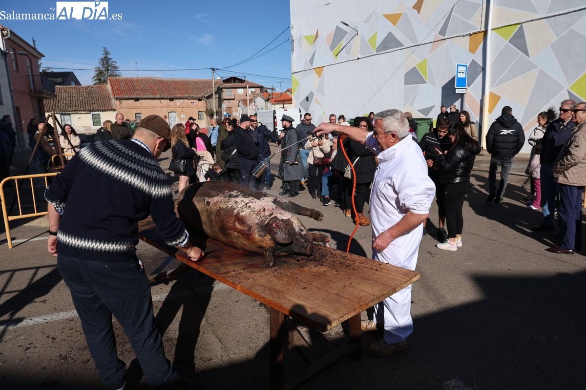 VÍDEO Y FOTOS | Castellanos de Moriscos celebra la Matanza Tradicional