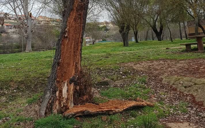 Alertan del mal estado de un árbol de notorias dimensiones de la isla de El Picón
