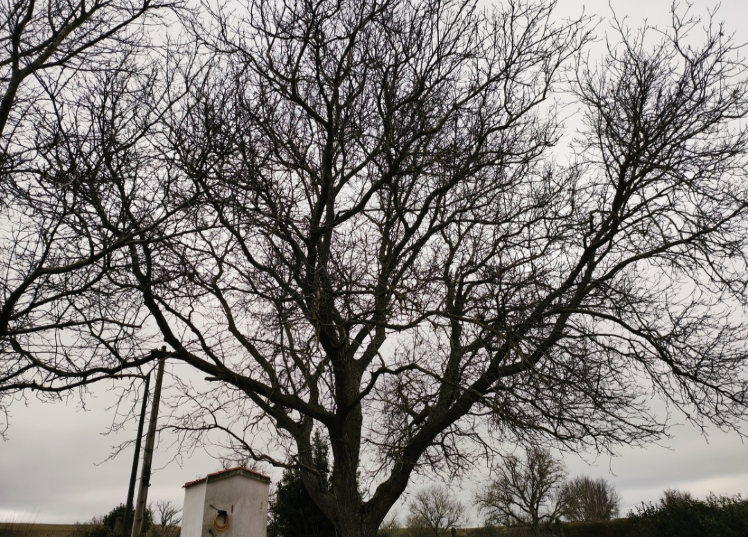 Juglans regia, c. 1960