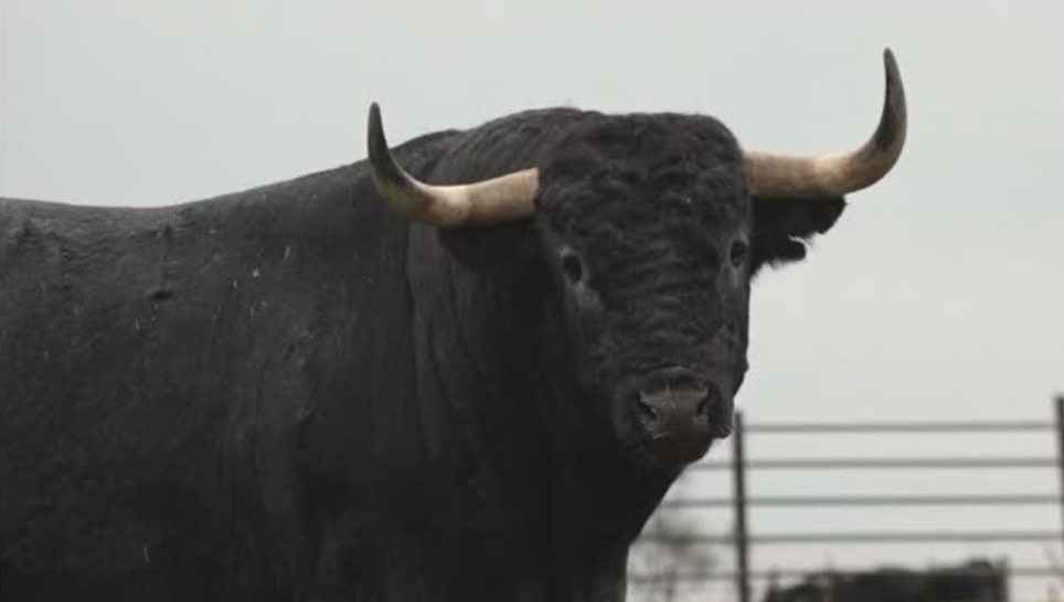 El toro de Victorino ganado por Ciudad Rodrigo saldrá a la capea vespertina del Domingo de Carnaval
