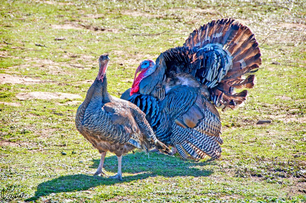 La carta de recomendación  