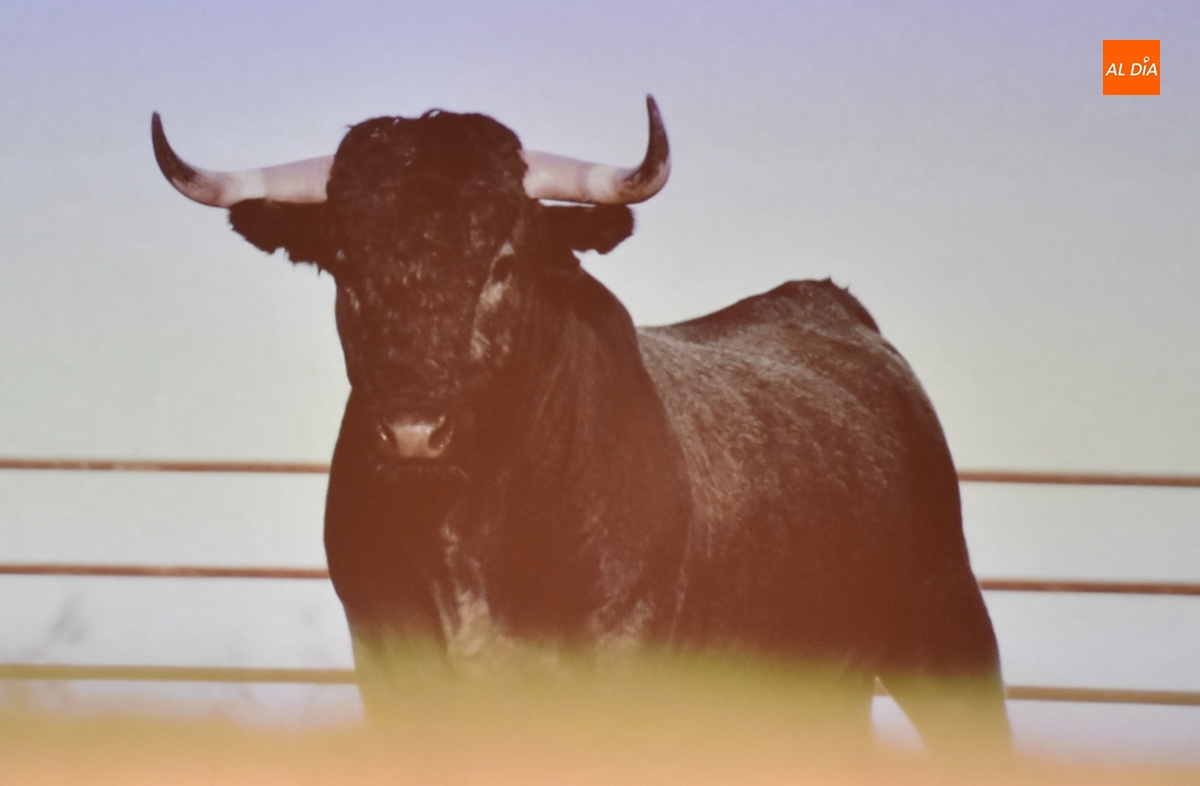 Ciudad Rodrigo gana un Victorino para su Carnaval, quedando pendiente de fijar cuándo intervendrá