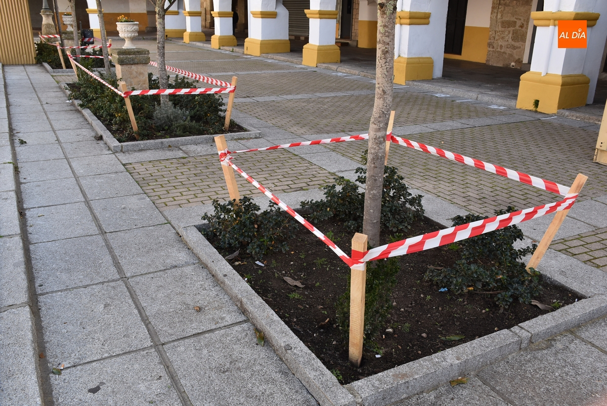 Protegidos los alcorques de Plazuela del Buen Alcalde para evitar su destrozo