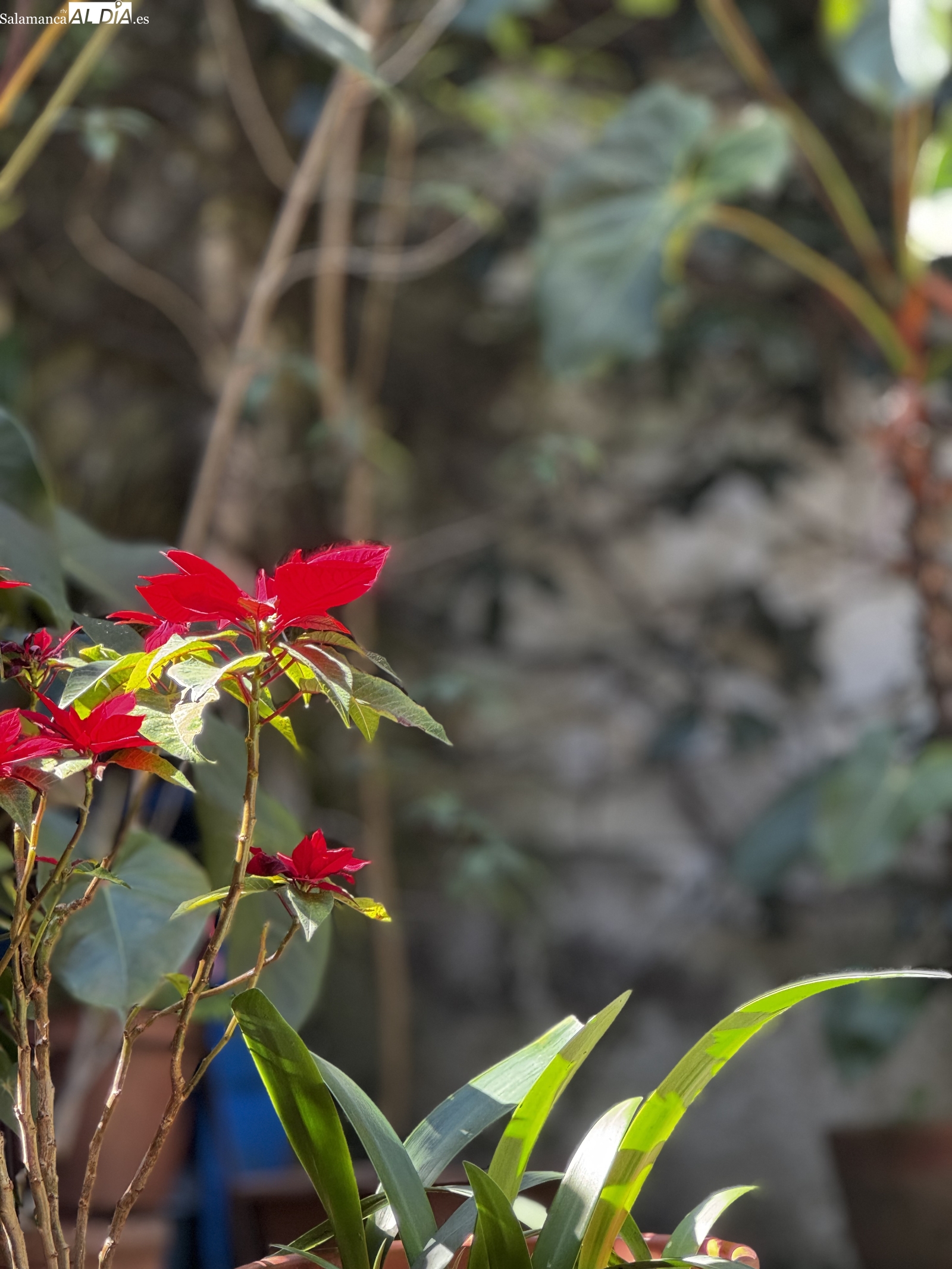 Un poema de esperanza