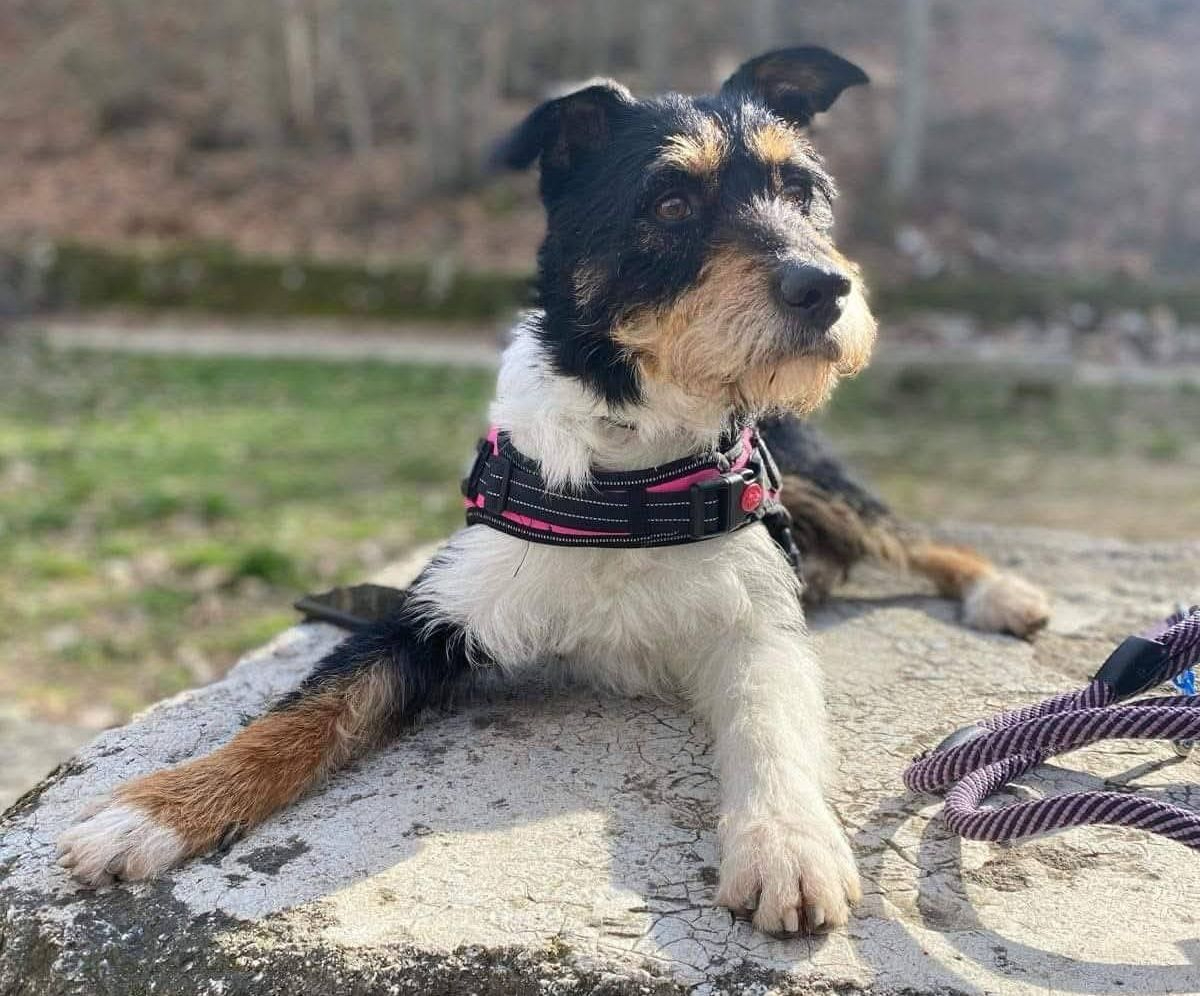 E. Leclerc acoge una gran recogida solidaria de alimentos y productos para mascotas