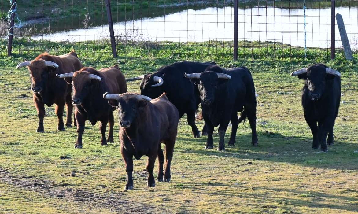 Desembarcan en Ciudad Rodrigo los astados del encierro a caballo