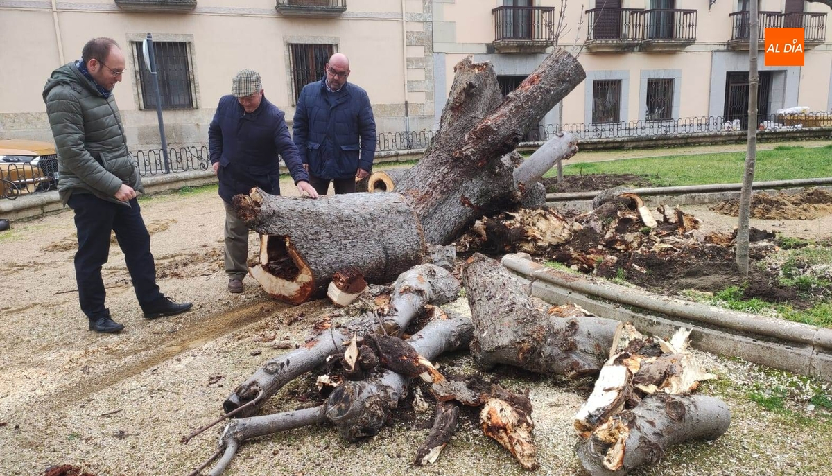 Talado ante su mal estado otro de los vetustos árboles de la Plazuela de San Salvador