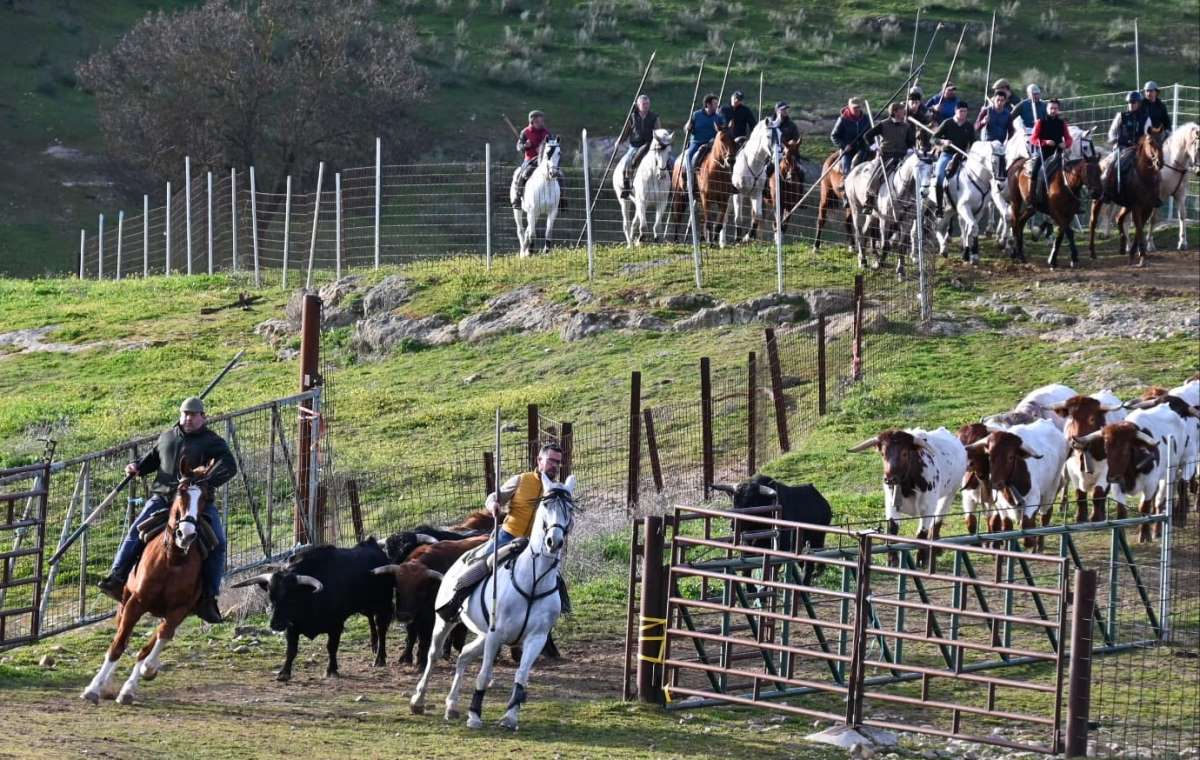 Prosiguen los trabajos de hermanamiento de los astados del encierro a caballo con los bueyes